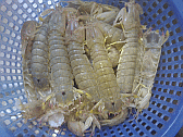 Image: Small Crayfish or Crawfish - Click for Recipe