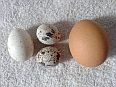 Image: Chinese Egga - Click for Details