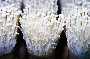 Image: Chinese stick mushrooms - Enoki or Snowpuff Mushrooms