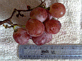 Image: Chinese grapes - Click for Details