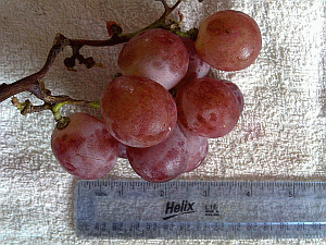 Image: Grapes or 'Tai z'Zhee' - Click to Enlarge