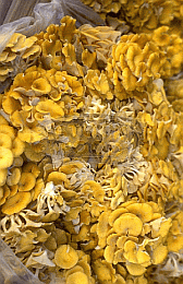 Image: Chinese Yellow Oyster Mushrooms - Click for Recipe
