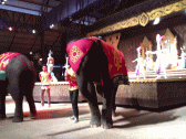 Image: Elephant performance 01 - Click to Enlarge