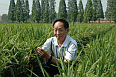 Image:Yuan Longping, the inventor of high yeild hybrid rice - Click to Enlarge