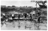 Image: Pond mud being harvested as fertilizer - Click to Enlarge