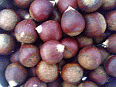 Image: Chinese Chestnuts - Click for Details