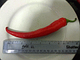 Image: Chinese Long Smooth Chillis - Click to Enlarge