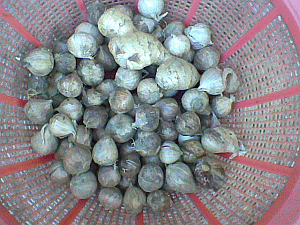 Image: Chinese Garlic - Click to Enlarge