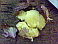 Image: Chinese garlic - click to enlarge