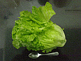 Image: Chinese chefs always cook Cos Lettuce - Click to Enlarge
