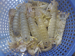 Image: Seurng Mor or Crayfish - Click to Enlarge