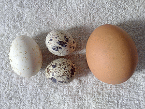 Image: Bantum, quail and chicken eggs - Click to Enlarge