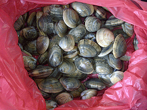 Image: Fa Hin or Chinese Cockles - Click to Enlarge