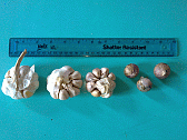 Image: Garlic varieties - Click to Enlarge