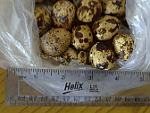Image: Quail Eggs - Click to Enlarge