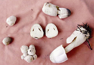 Image: Chinese straw mushrooms