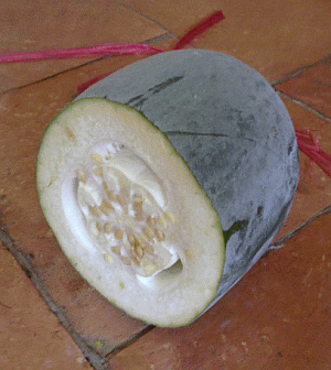 Image: Wax Gourd cut in half - Click to Enlarge