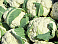 Image: Cauliflower - click to enlarge