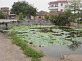 Image: Village Pond - Click to Enlarge