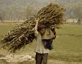 Farmer Collecting Firewood - Guilin
