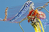 Image: Dragon Kite