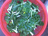 Image: Choi Sum fresh from the garden