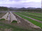 Image: Toisan rice seedlings