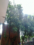 Image: Long Gnun and Citrus Grande growing at my old home - Click to Enlarge