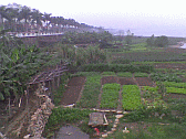 Image: Allotments at the ferry ramp, Gaogong
